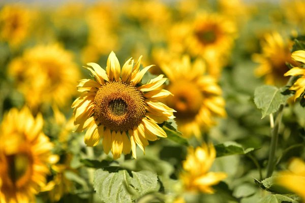 How to ensure your holiday rental in the Scottish Highlands has a kilt rental service?